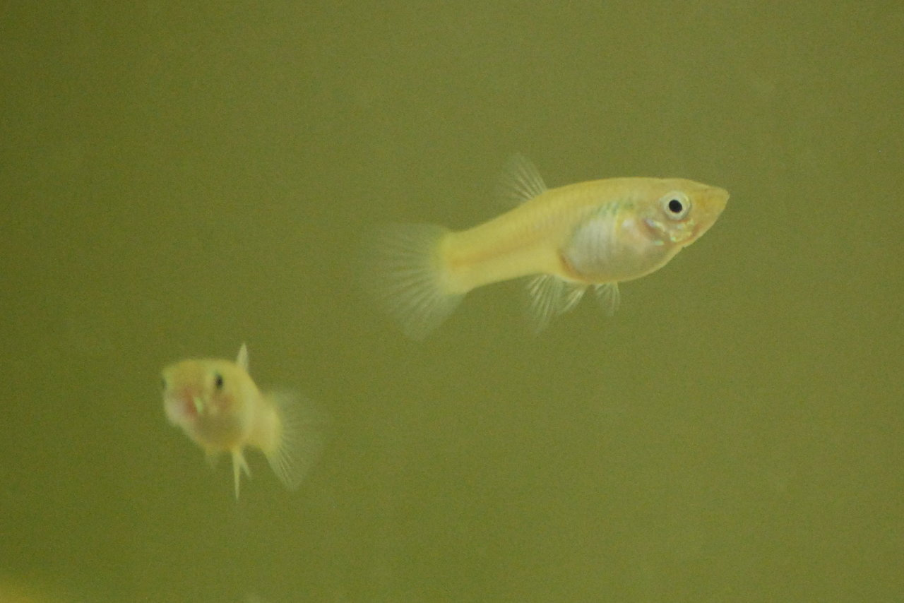 Being consistent in a dynamic environment: a guppy story