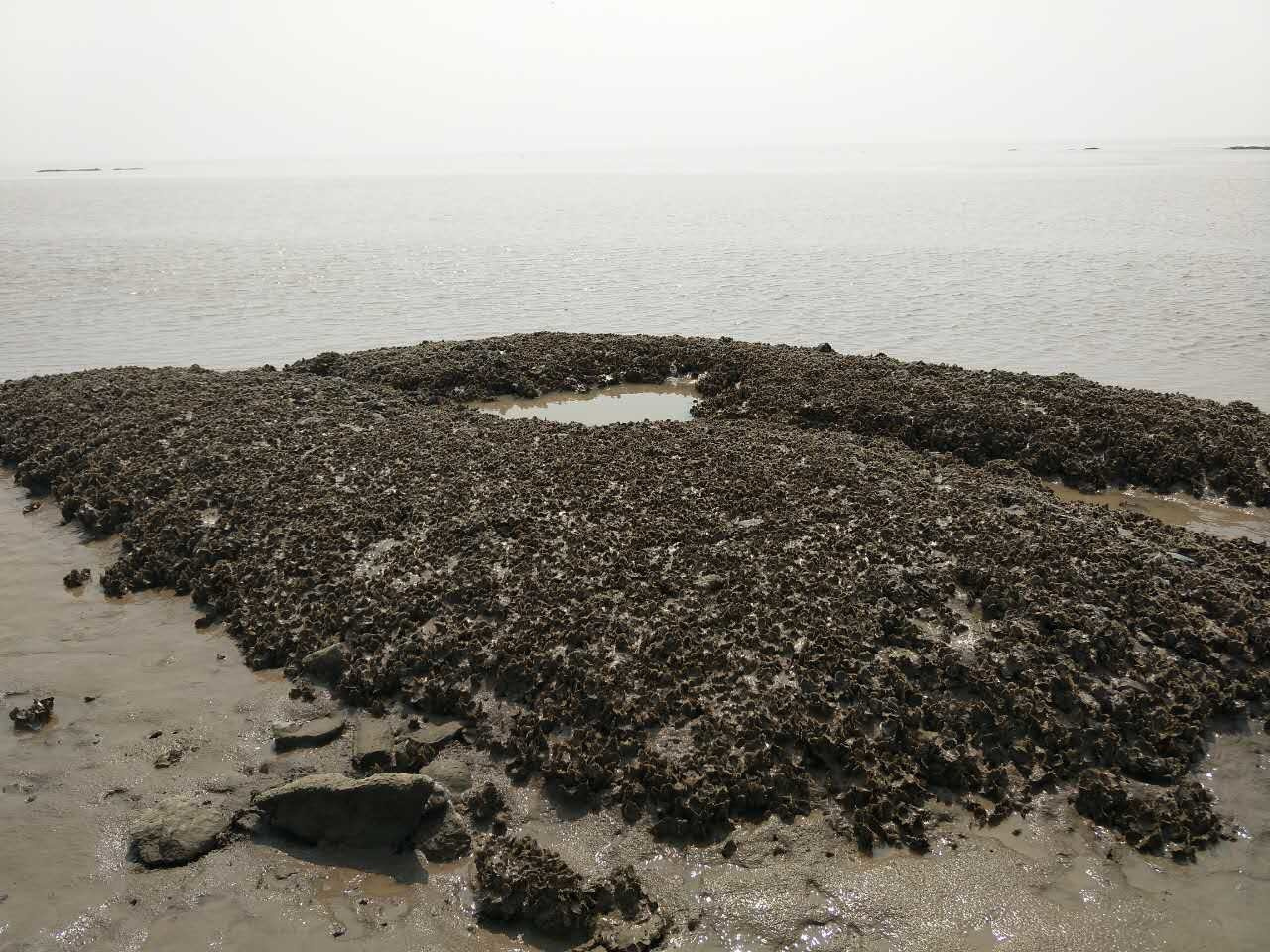 The Jinjiang oyster is threatened in northern China, but we are well on the way to protecting it