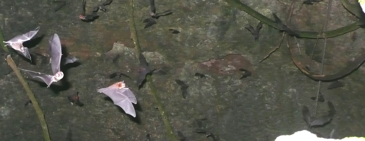 Speciation and Divergent Biosonar Behaviour in Caribbean Populations of the Greater Mustached Bat.