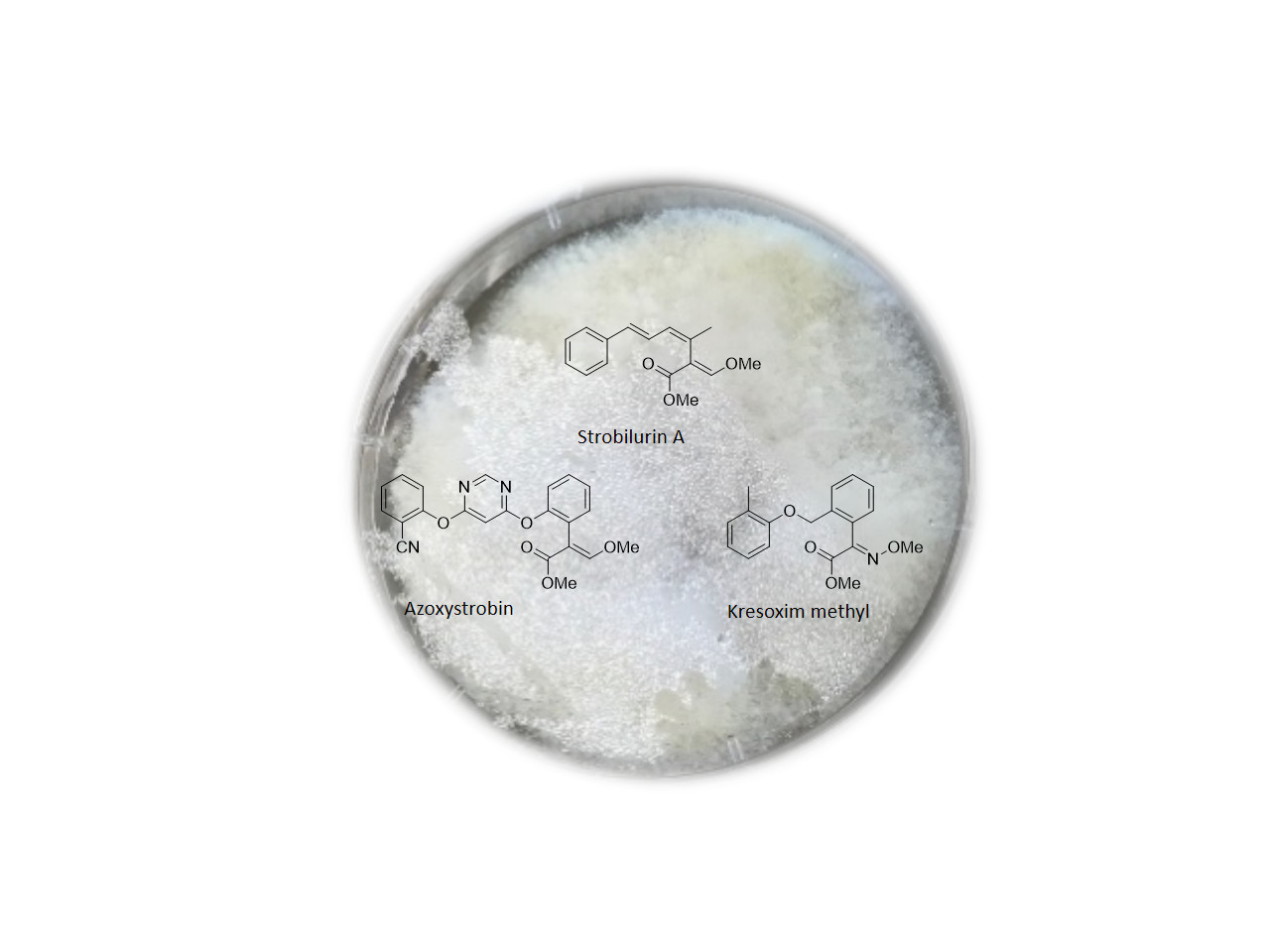 Uncovering the Biosynthesis of Important Fungicides - the Strobilurins