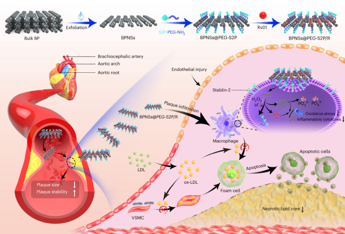 Targeted-peptide nanosheets for anti-atherosclerotics delivery to lesional macrophages 