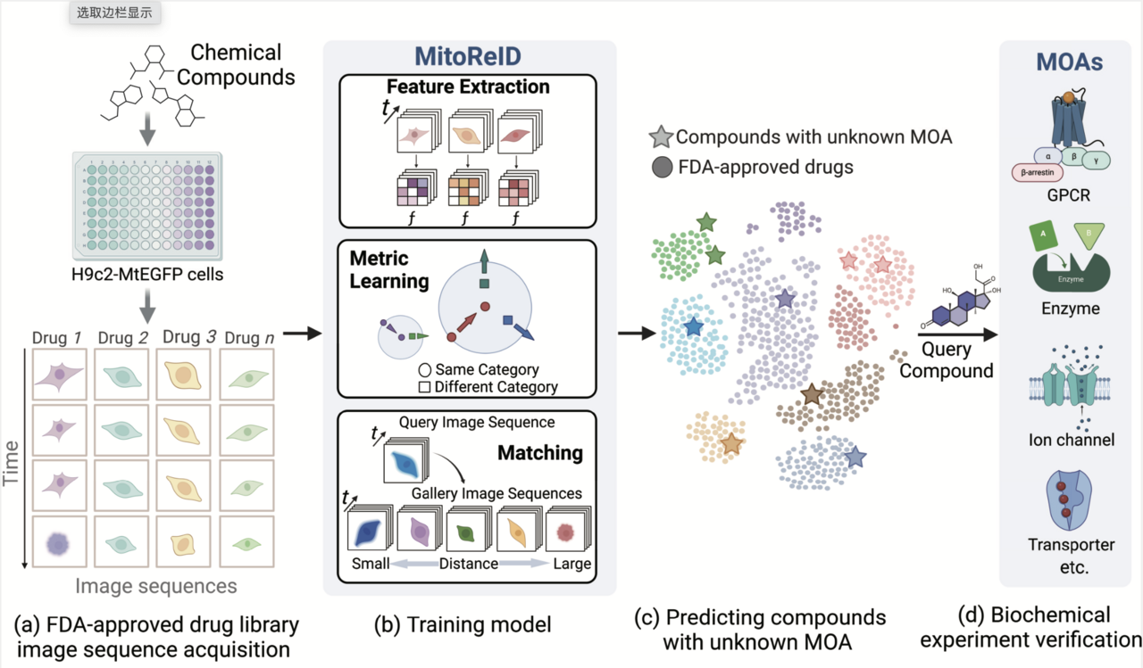 Deep learning large-scale drug discovery and repurposing