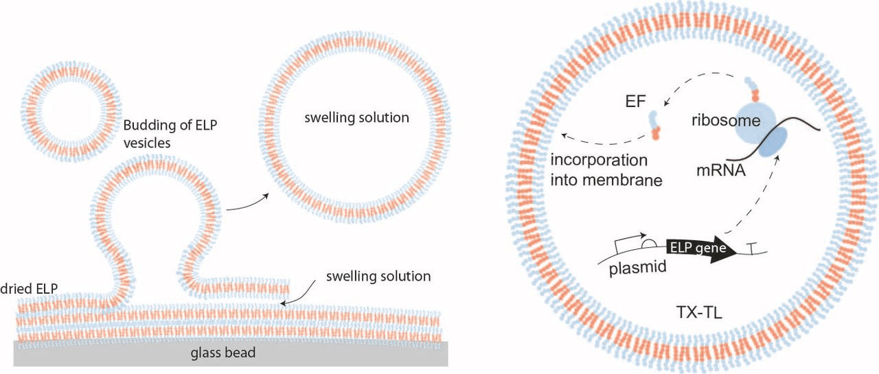 Rise of the Synthetic Peptide Cell