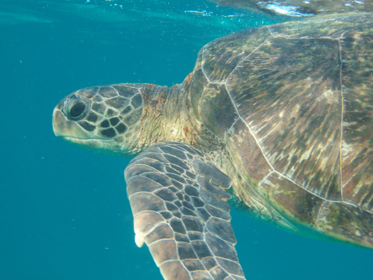 How much plastic does it take to kill a turtle? Research Communities by Springer Nature