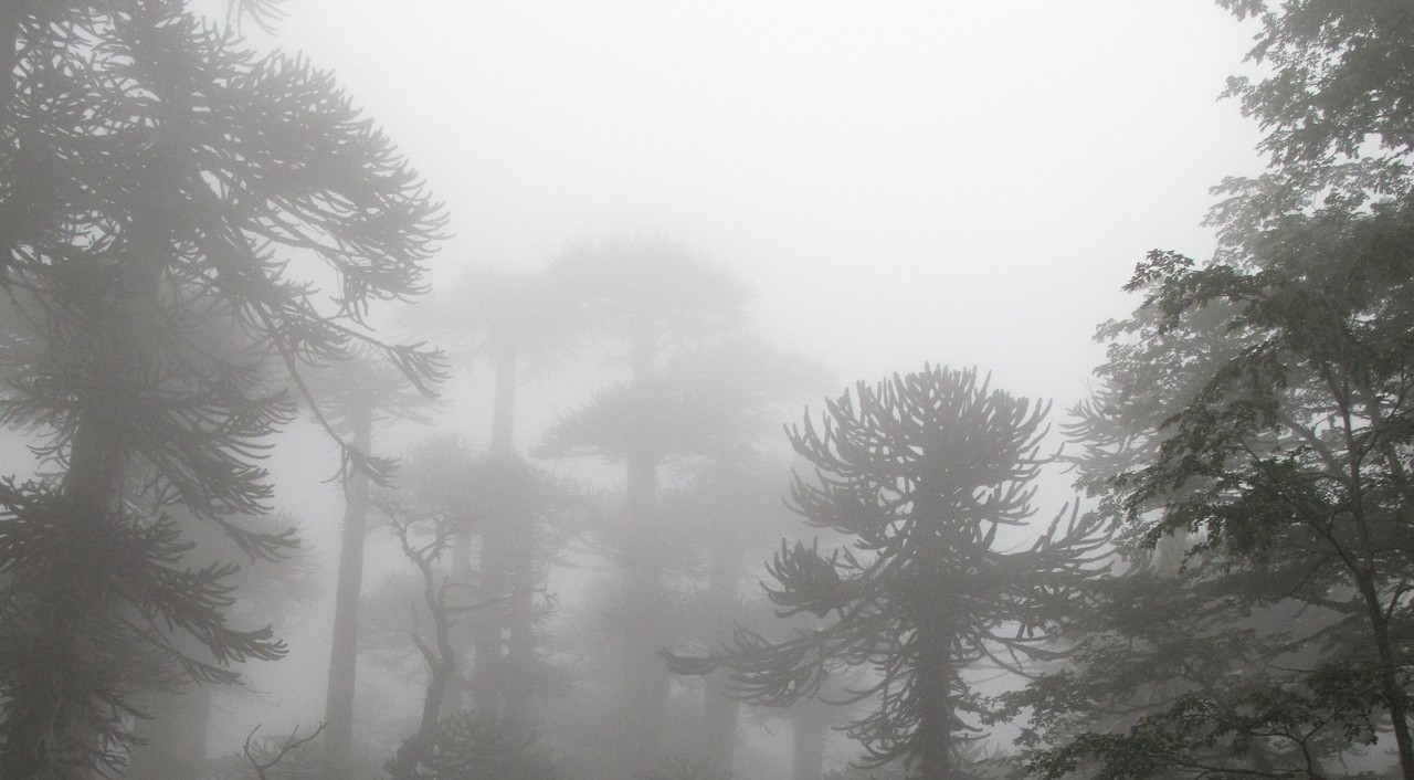 The relative roles of bounded and unbounded processes in conifer diversification