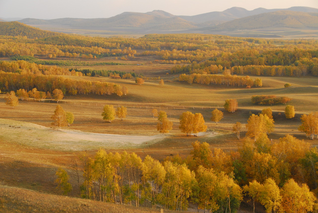 Linking global patterns of nitrogen resorption with nitrogen mineralization during litter decomposition