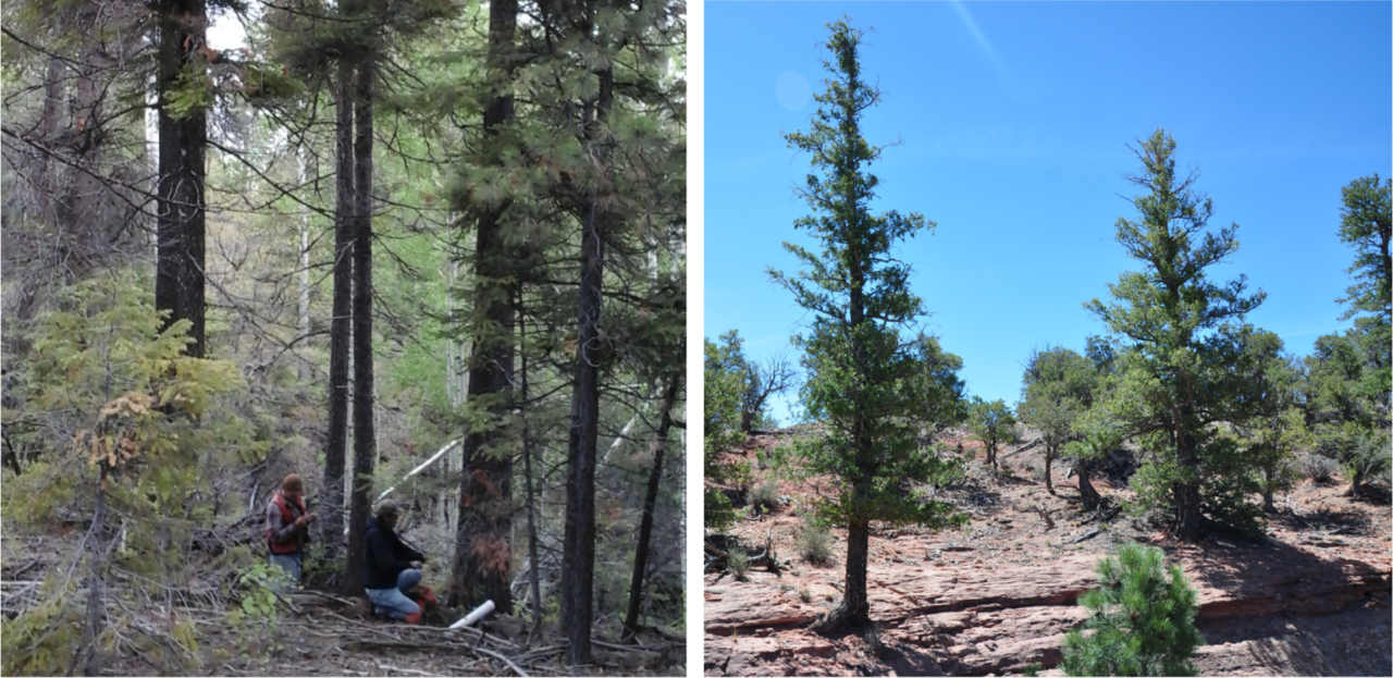 How we sample trees influences our assessment of climate change impacts on forests