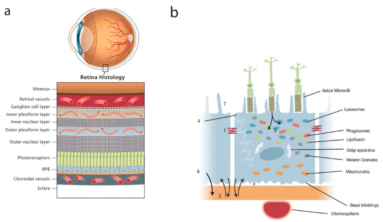 Motes in the eye: Gut microbiota breaching barriers