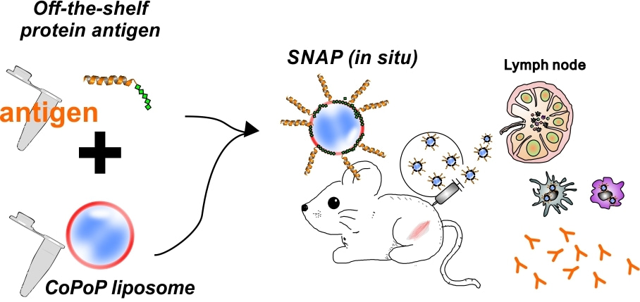 After the Paper | A work in progress: Liposomes that induce soluble antigens to spontaneously convert to particles