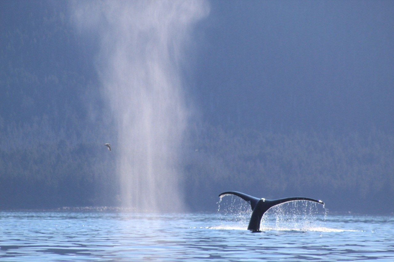 Some things never change: humpback whales use the same calls for generations