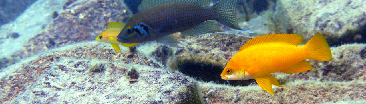 Gallery | May 2017 homepage image