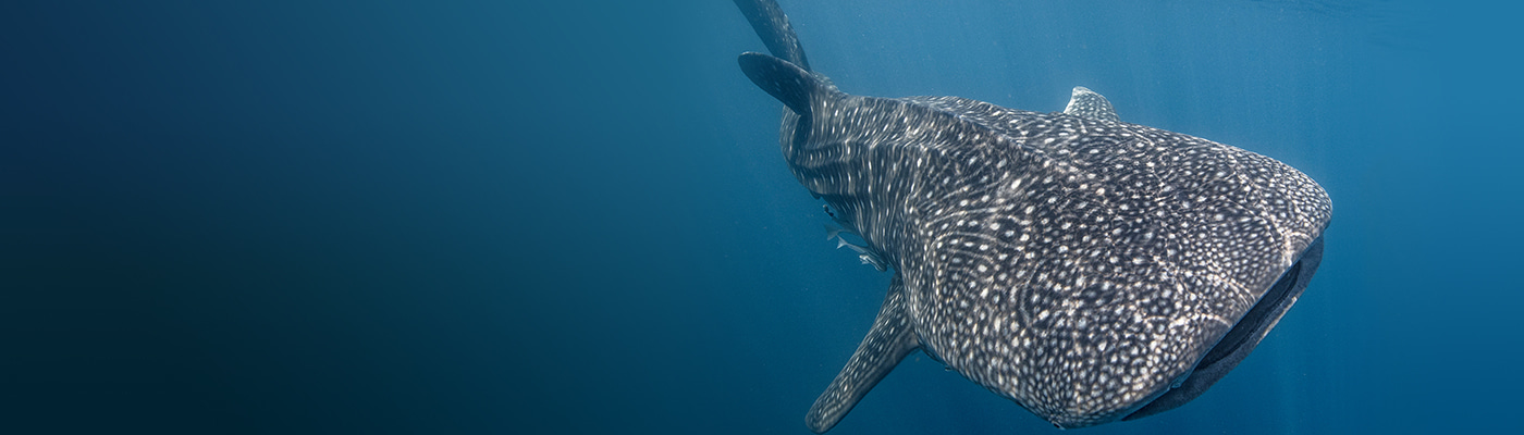 Gallery | January 2017 homepage image 1