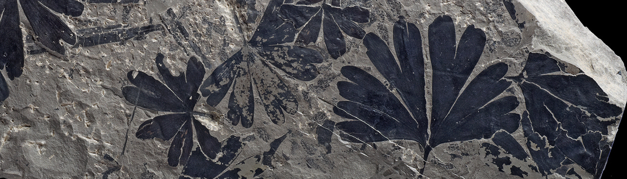 Gallery | August 2017 homepage image 1