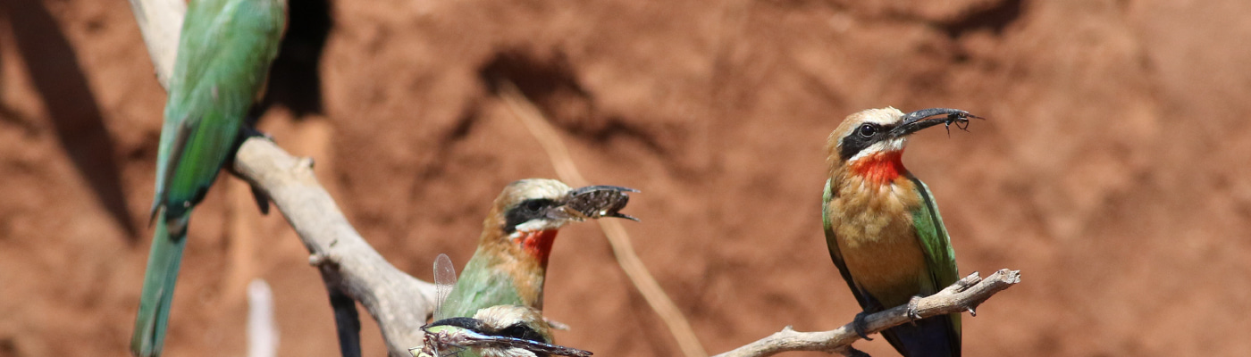 Gallery | March 2017 homepage image 2