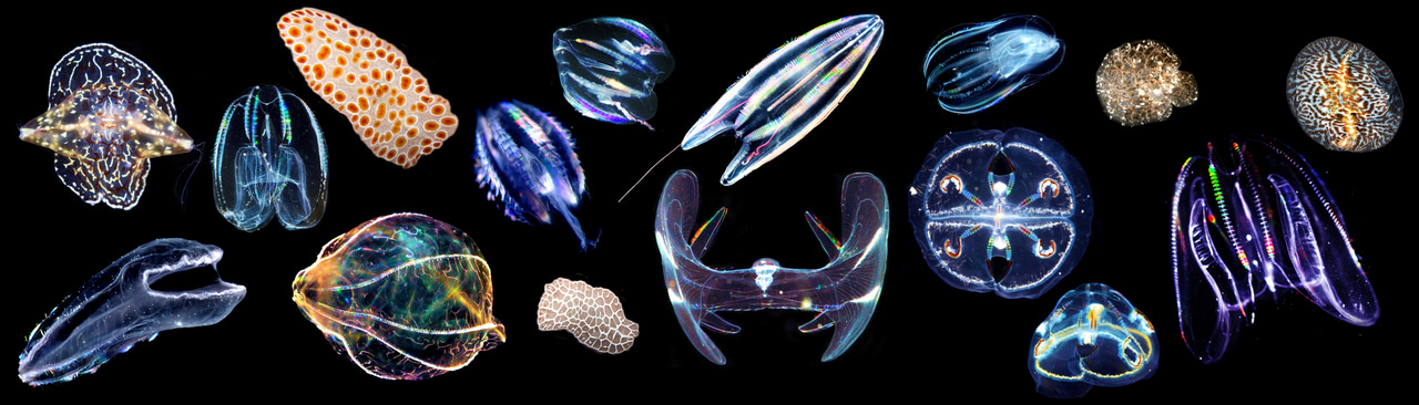 Gallery | November 2017 homepage image 2