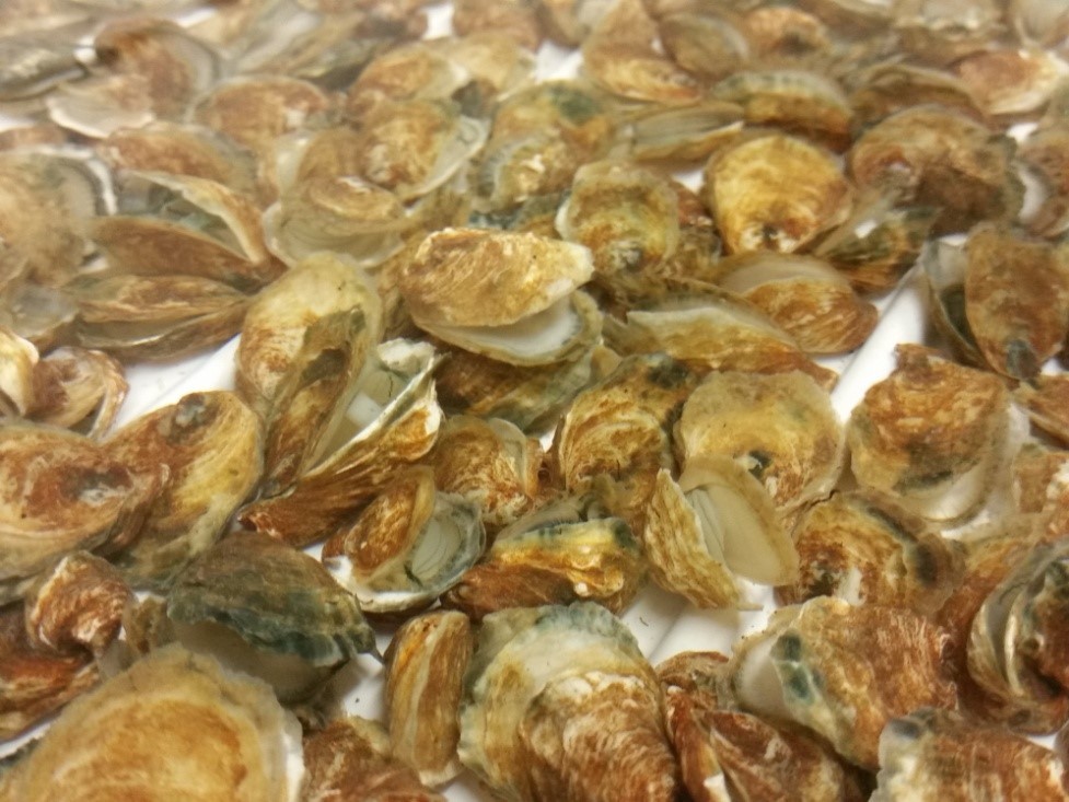 Cracking the code of Pacific oyster mortality syndrome