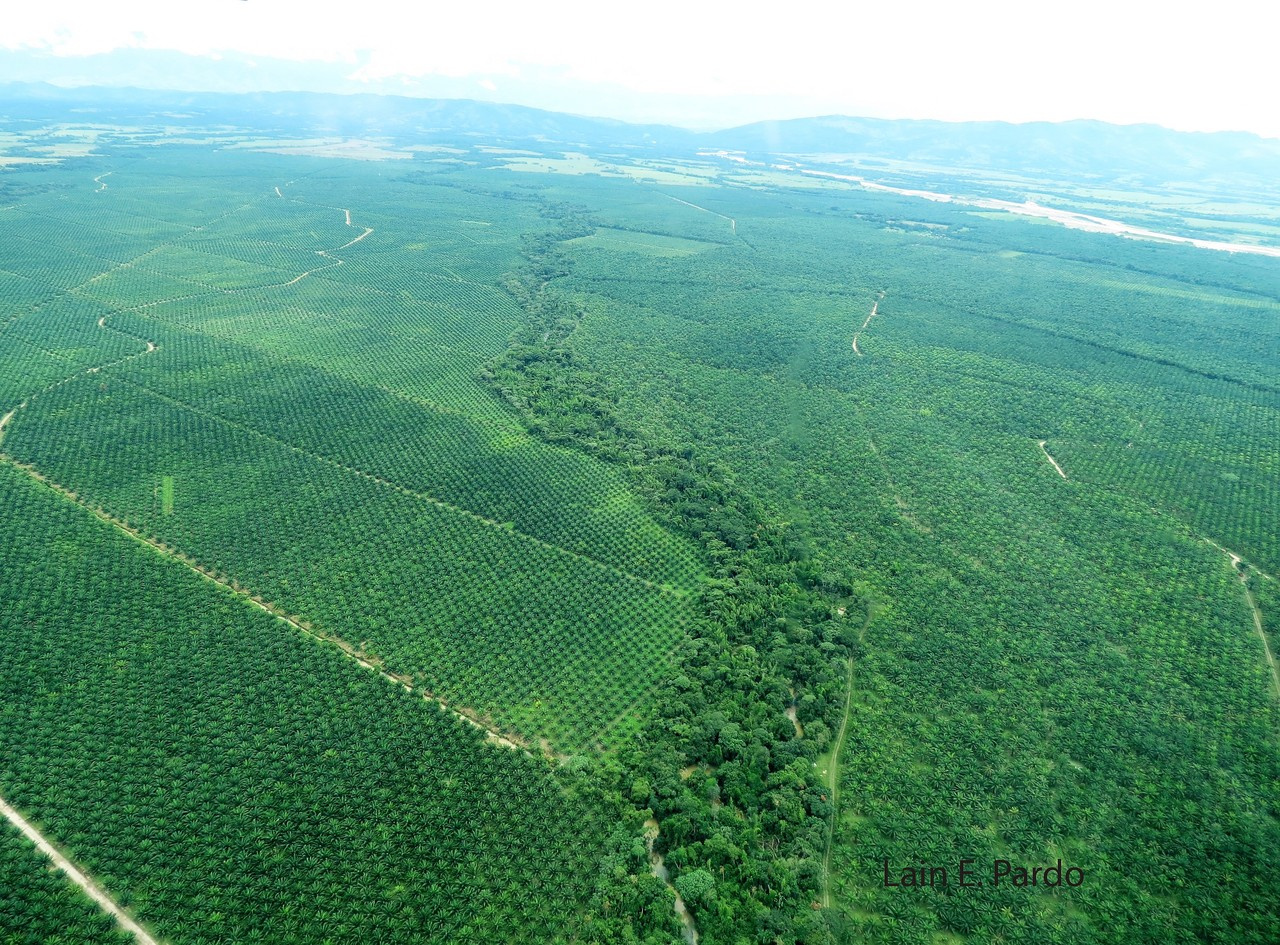 What are the limits to oil palm expansion in Colombia?