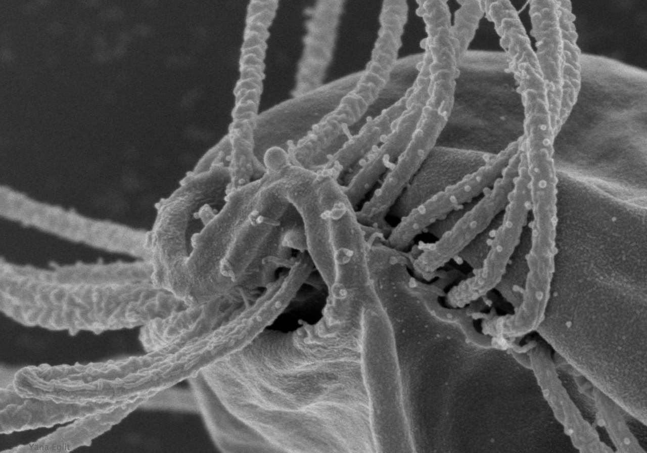 Microbes underfoot yield a new major lineage of eukaryotes