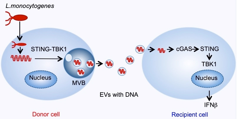 When bacteria hijack cellular communication systems.