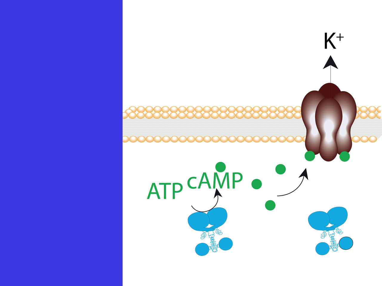 A highly sensitive potassium-based two-component optogenetic tool for silencing of excitable cells