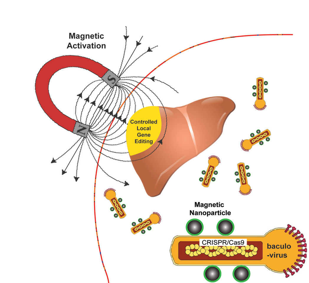 Spatial control of in vivo CRISPR/Cas9 genome editing via nanomagnets