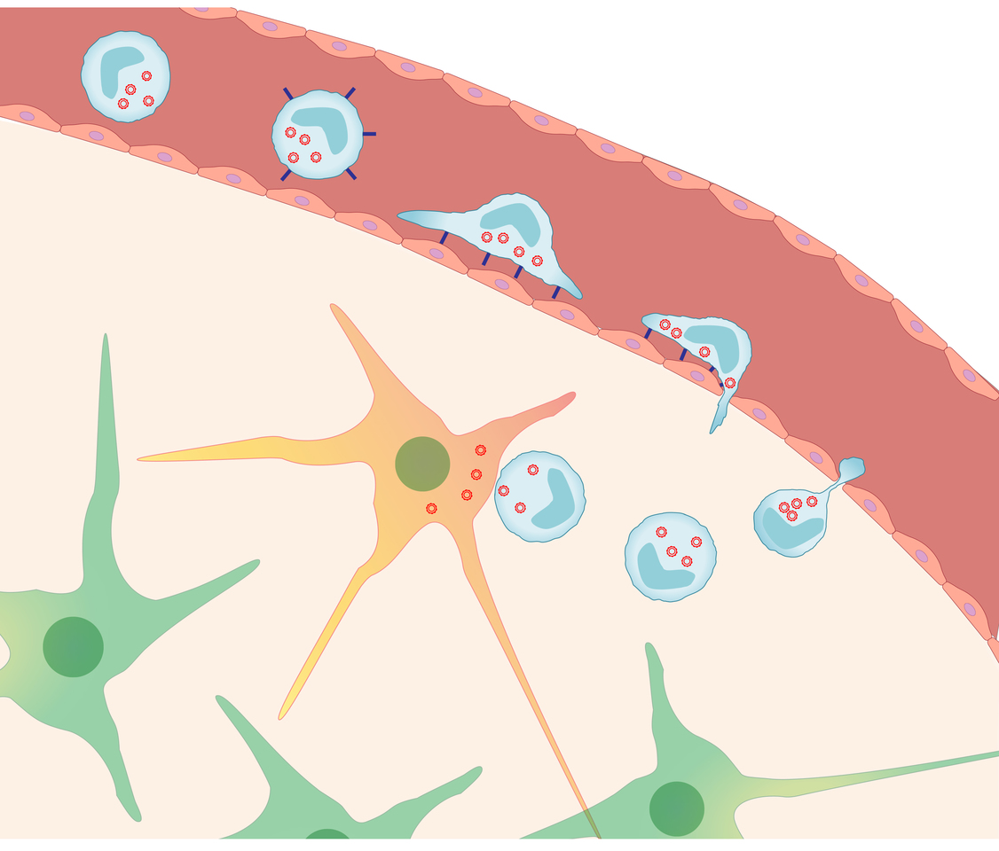 Zika uses a horse, a Trojan horse