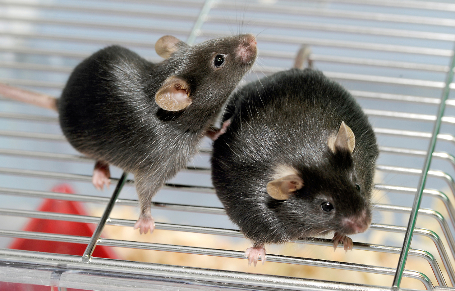 Get them growing! A public catalog of cultured bacterial strains from the mouse intestine