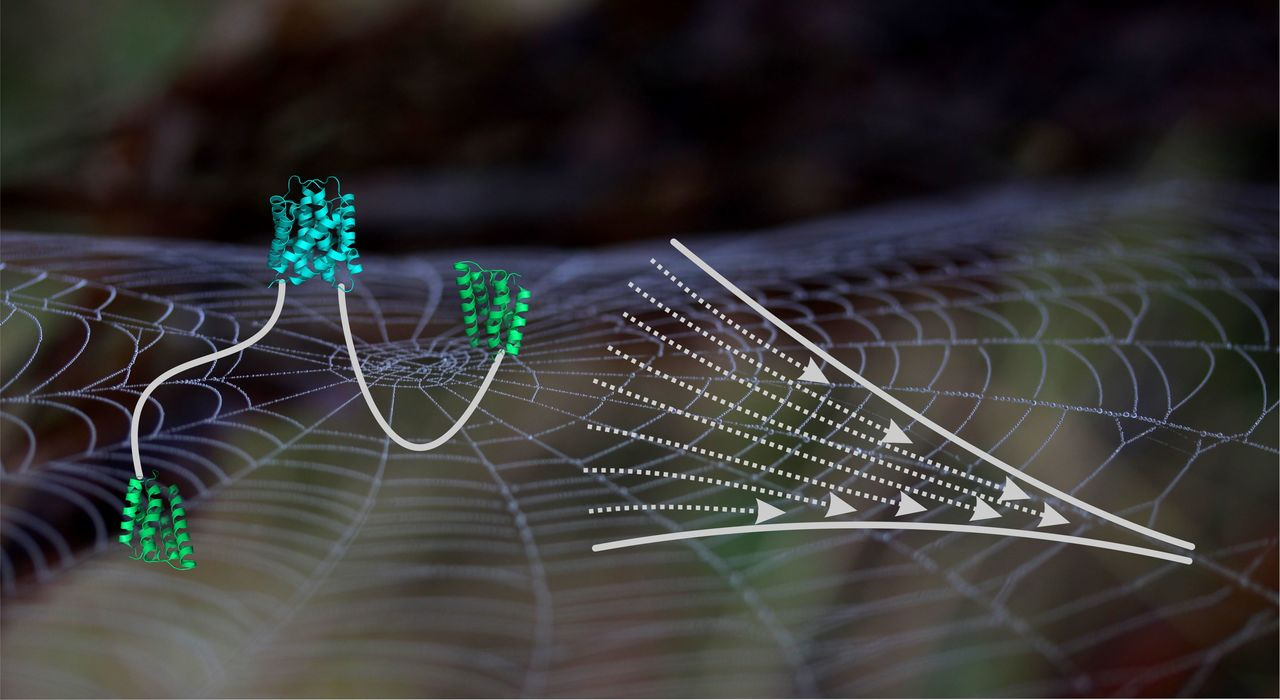 Two-step self-assembly of a spider silk molecular clamp 