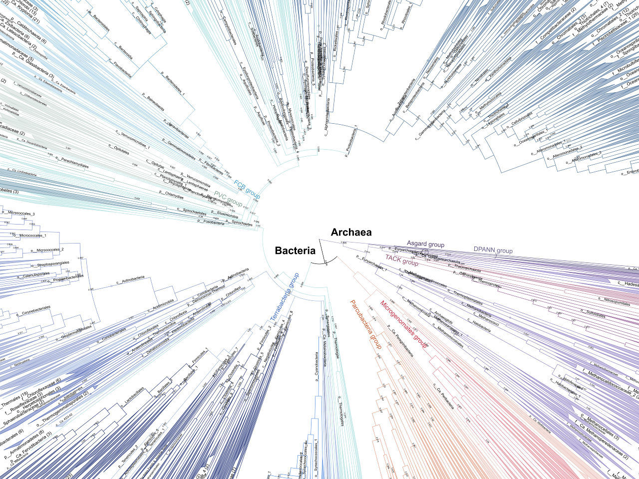Bacteria and Archaea are not that distant according to phylogenomics