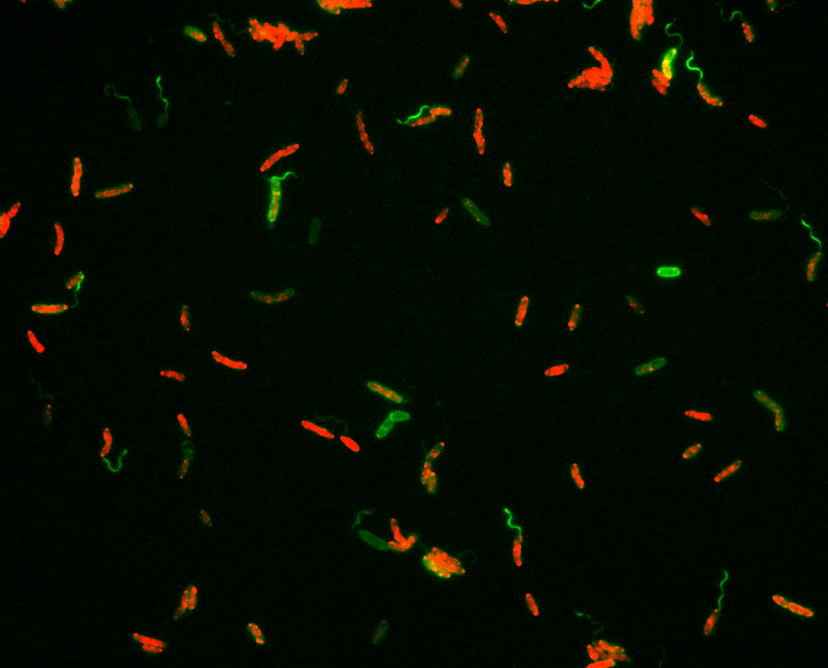 How to build a flagellum for all conditions