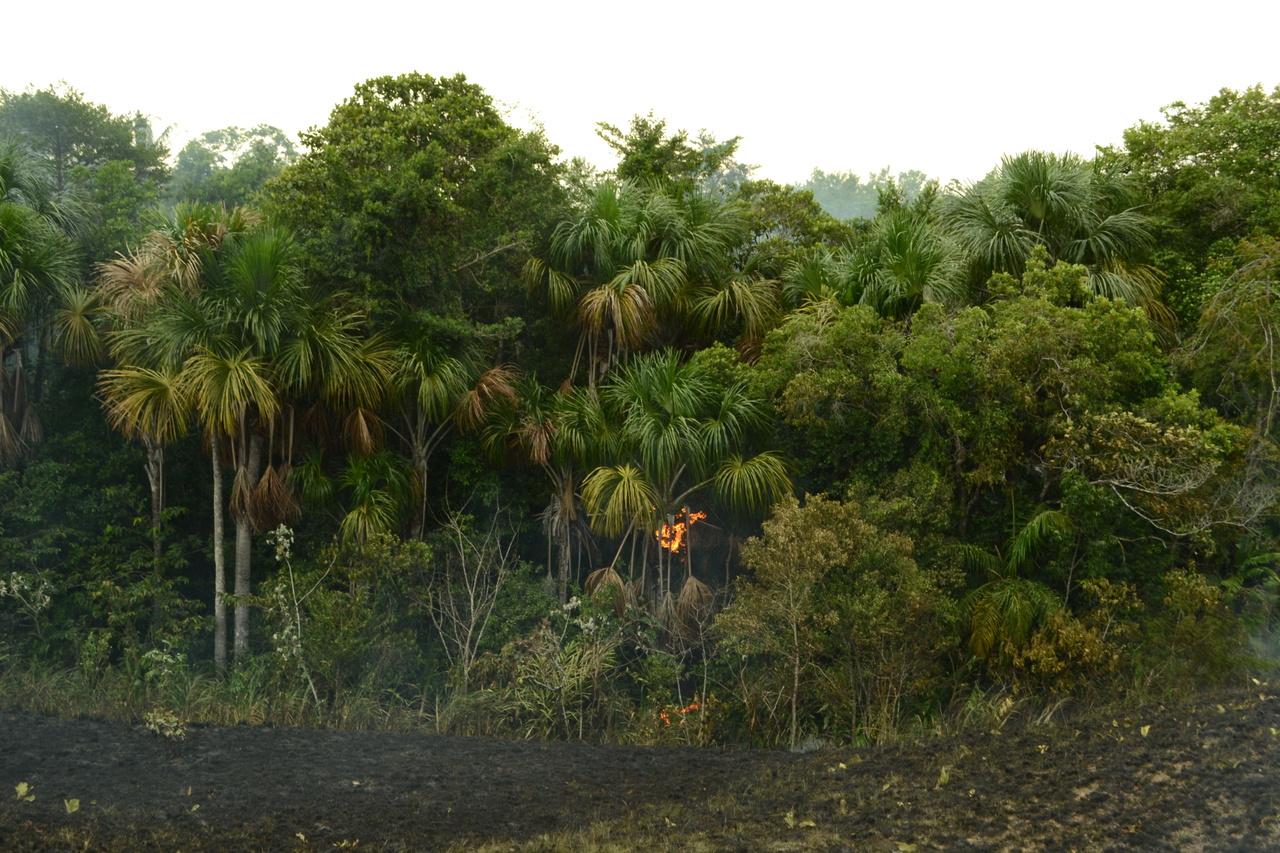 After the Paper | Speaking up for Colombia's forests and fire science 