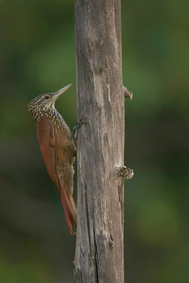Understanding species adaptation to disturbances: an opportunity to survive the current biodiversity crisis?