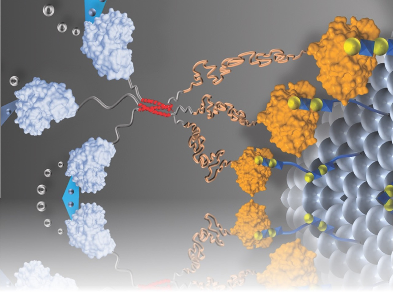 Locally anchoring enzymes to tissues via extracellular glycan recognition