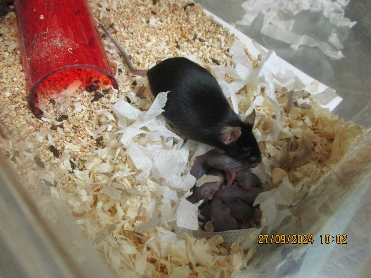 Dispose the disposable soma theory? 