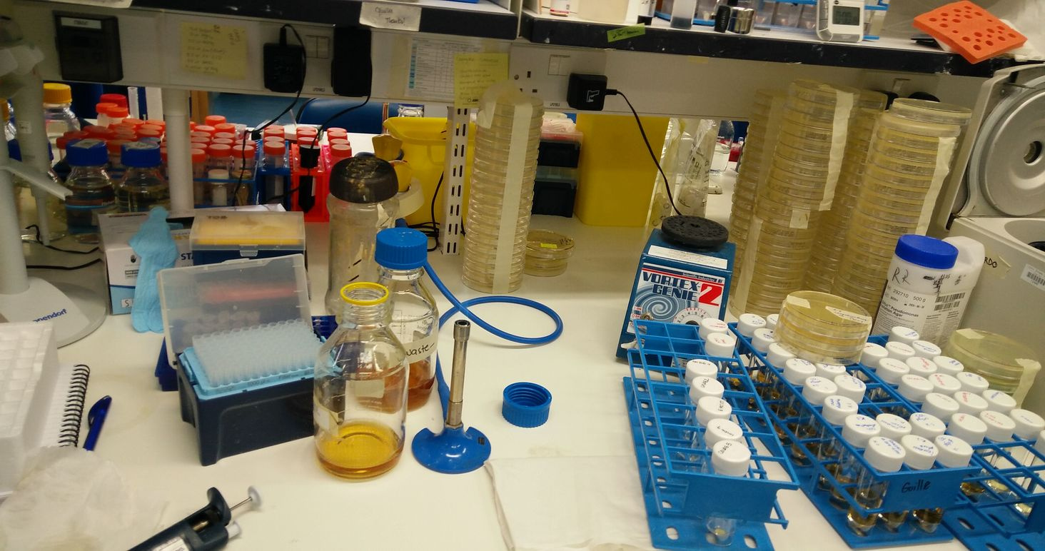 It takes teamwork to beat the (bacterial) competition 