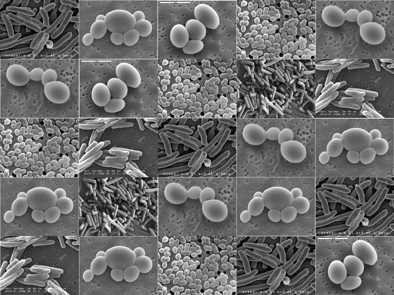 Fungi and bacteria crosstalk in the gut microbiota influences susceptibility to inflammation