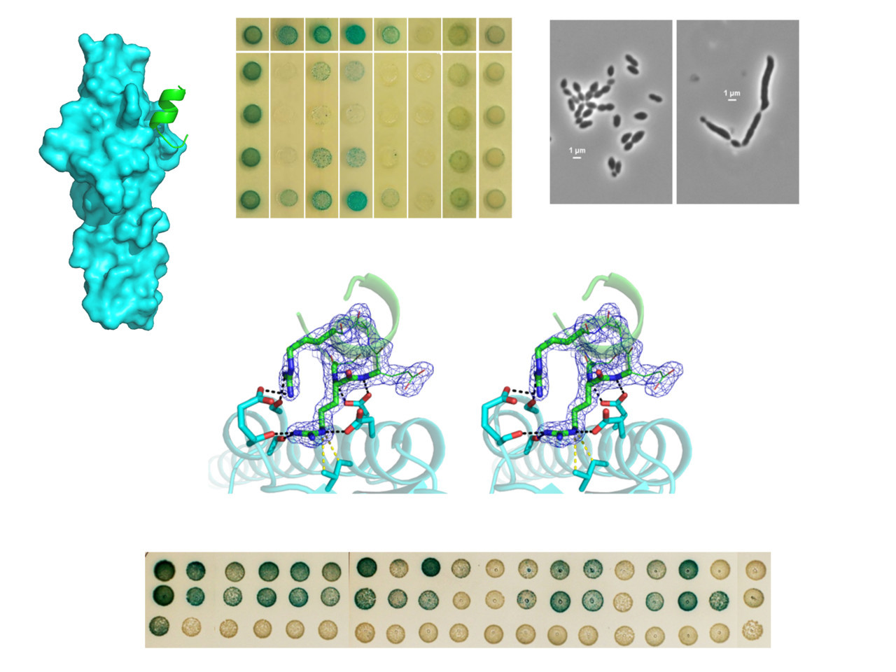 Controlling peptidoglycan synthesis from within the cell