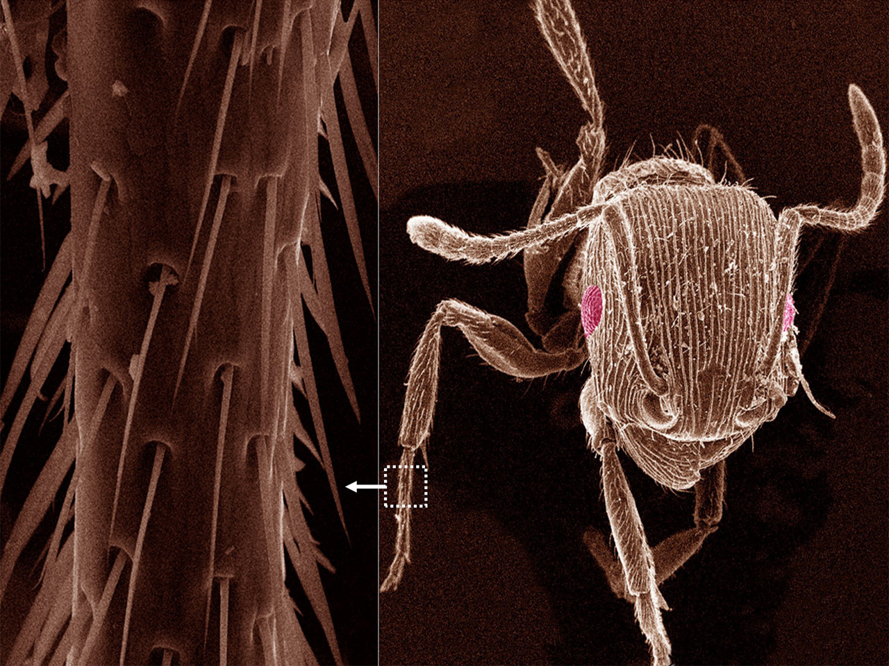 High-School Outreach Inspires Biomimetic Engineering of Ultrasensitive Sensors