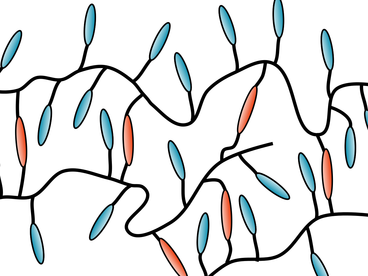 Finding an auxetic liquid crystal elastomer.