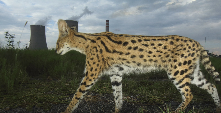 The surprising story of servals at Secunda