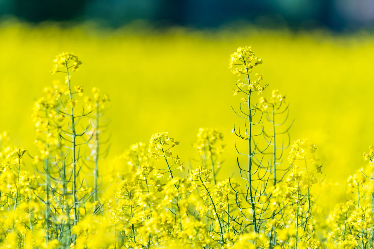 Evaluating system robustness and the biodiversity of farmland