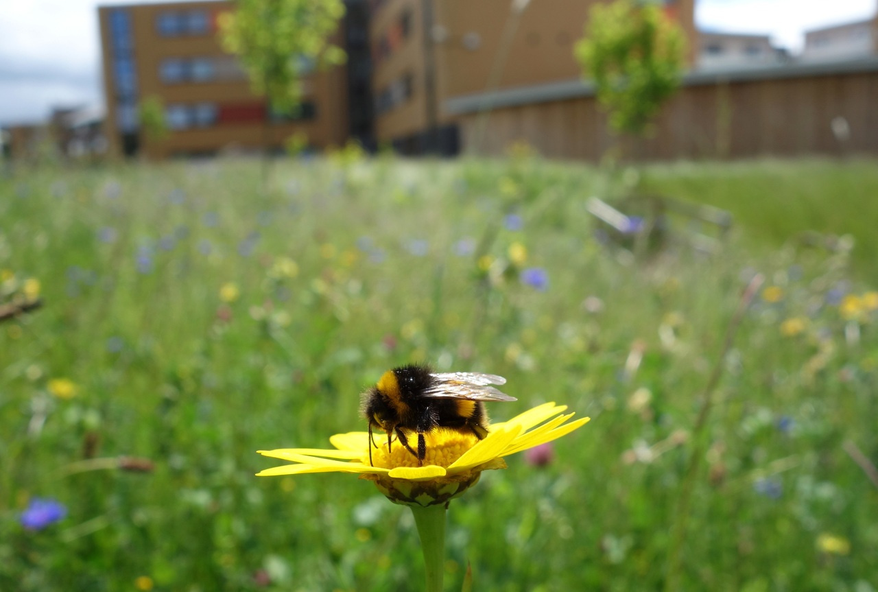 Sampling urban pollinators: a team effort