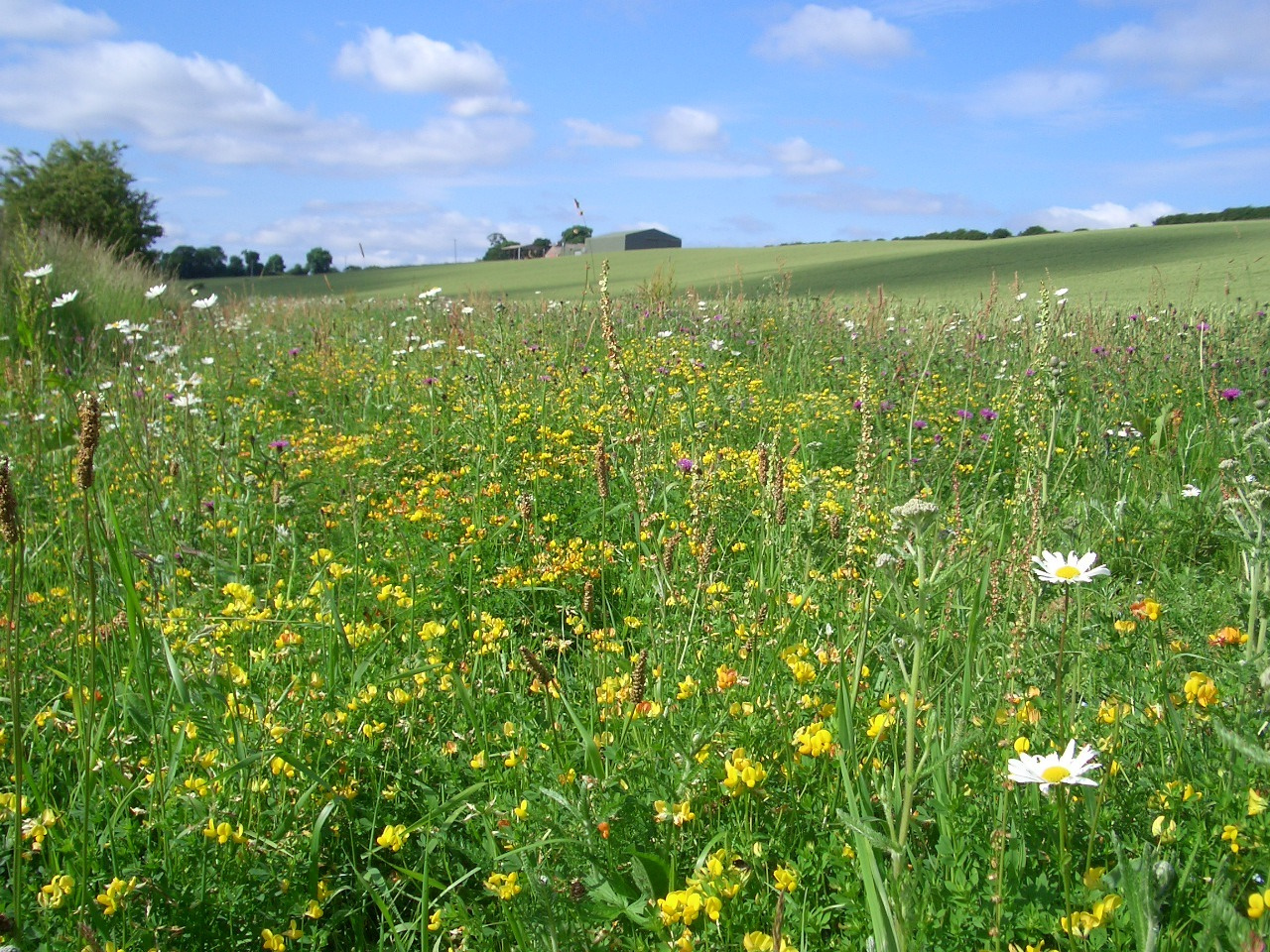 Saving the insects? Nature can lend a helping hand. 