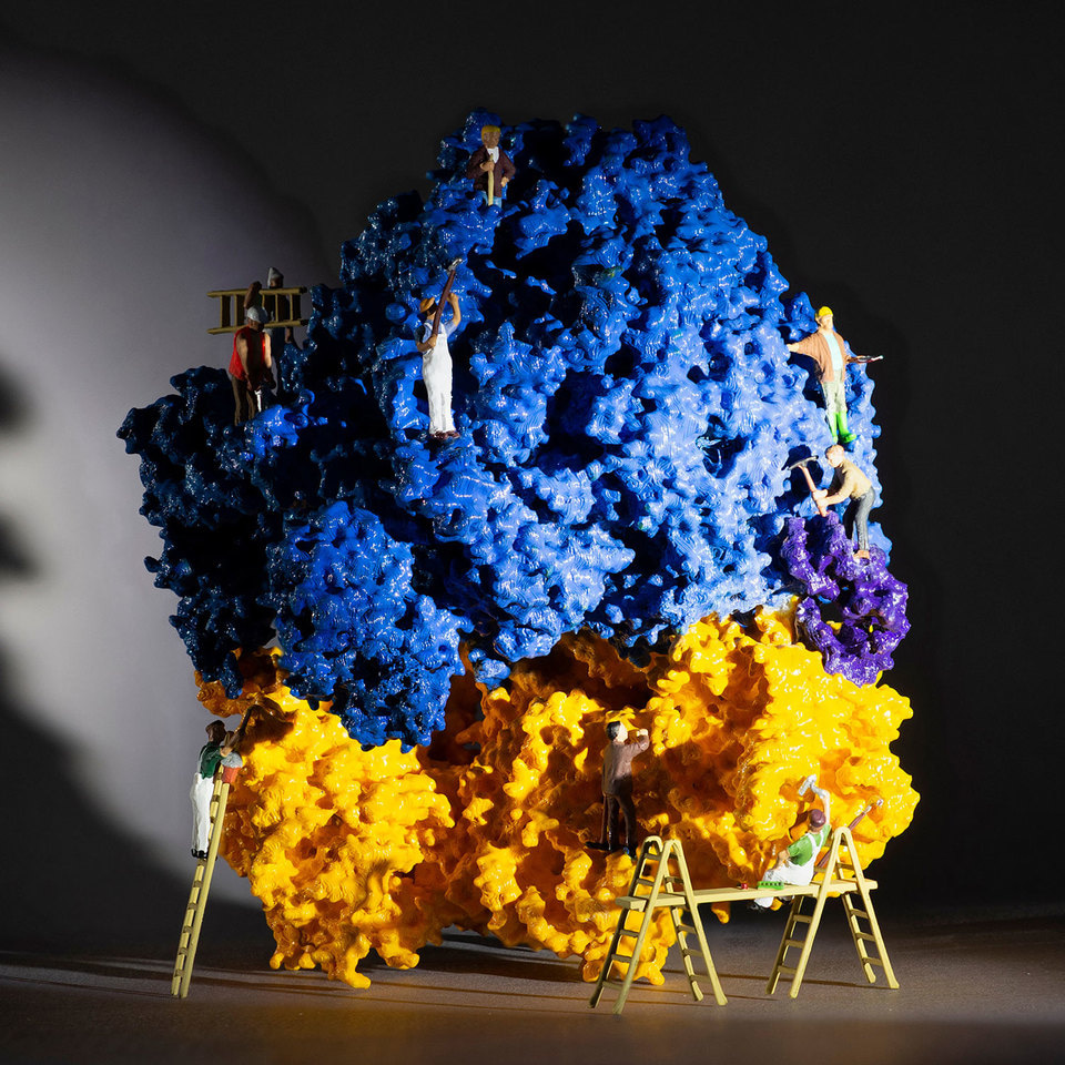 Evolved ribosomes produce new polymers after selective subunit association is enforced by an RNA staple