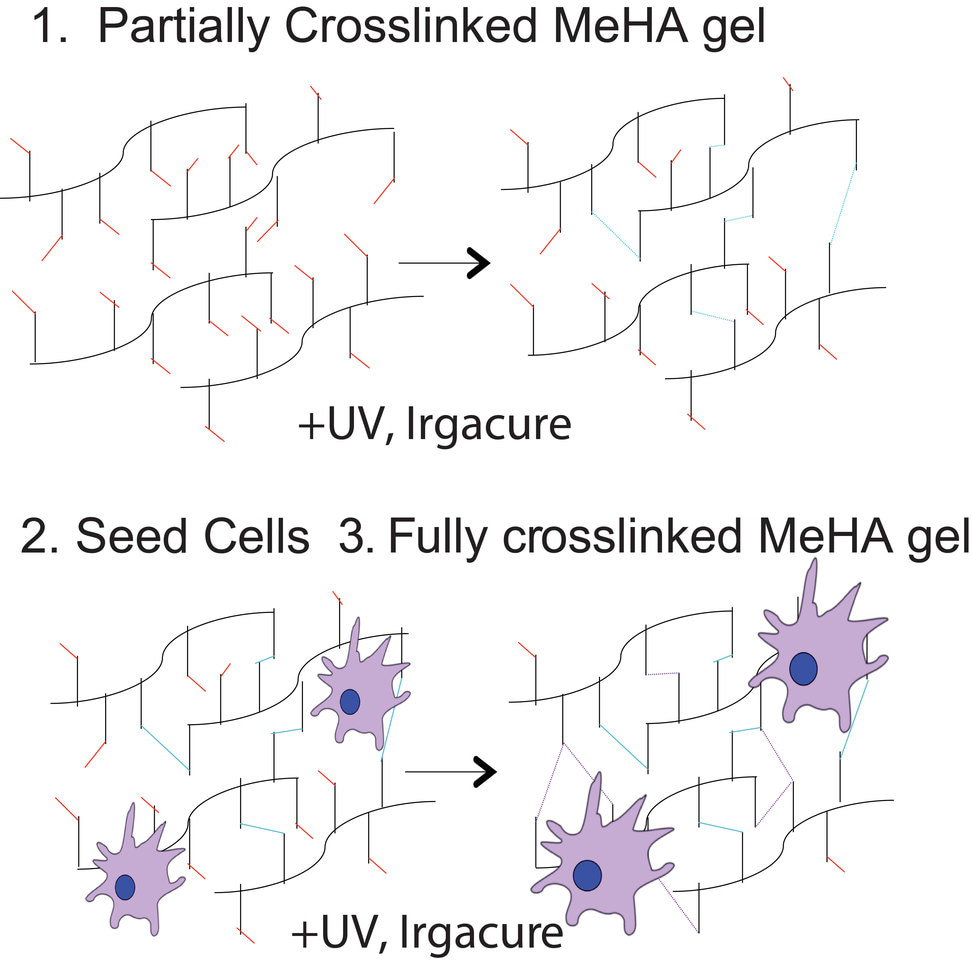 Mechanical Activation of Noncoding RNA in Human Cardiomyocytes