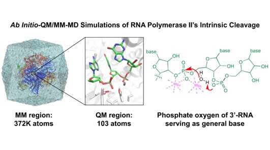 Intrinsic Cleavage of RNA Polymerase II Adopts a Nucleobase-independent Mechanism Assisted by Transcript Phosphate