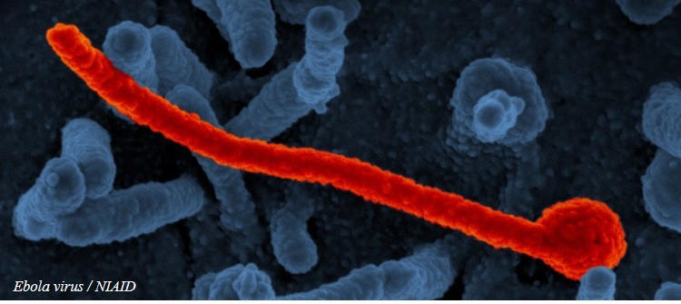 Discovery of a post-exposure pan-ebola and pan-filovirus immunotherapeutic 