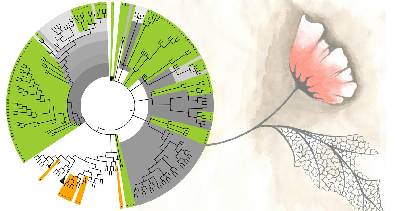 Selenocysteine, the 21st amino acid, discovered in fungi