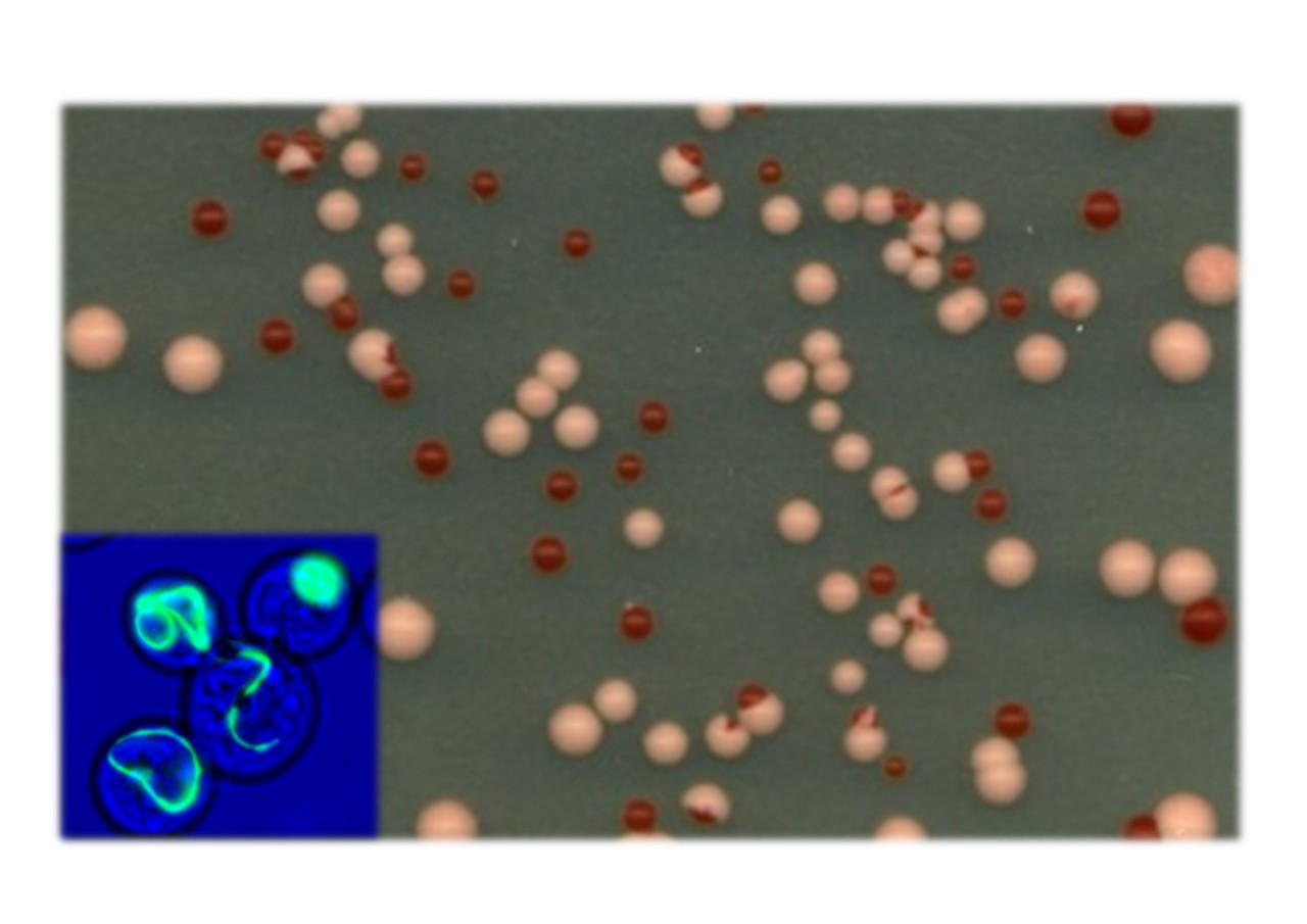 Expanding the prion universe: prions encoded by viruses