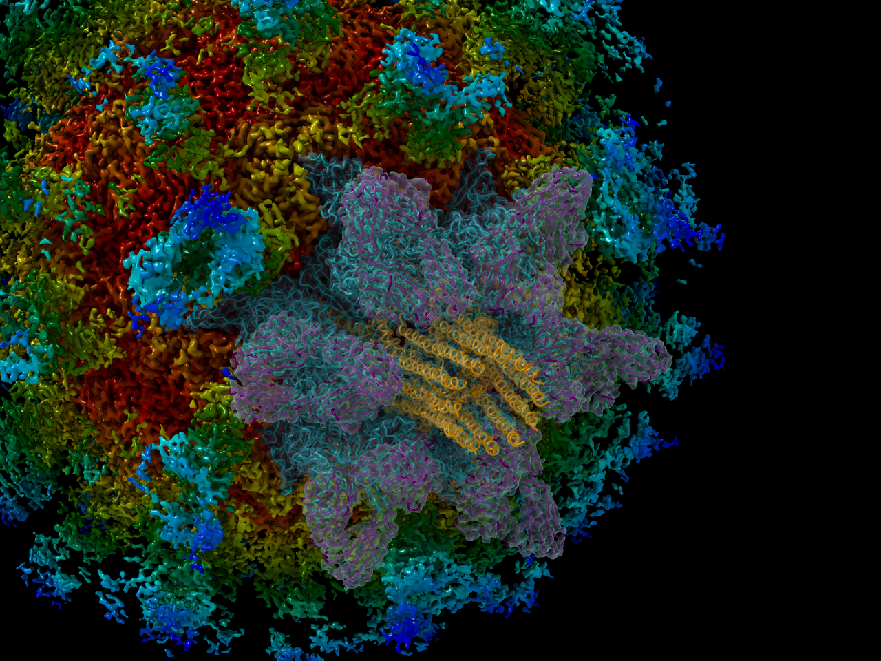 Breaking the shackles of symmetry to study calicivirus endosome escape - the senior scientist's perspective.